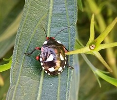 Chinavia erythrocnemis