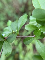 Sideroxylon reclinatum