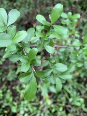 Sideroxylon reclinatum