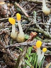 Mitrula elegans