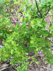 Ceanothus oliganthus