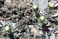 Antennaria dimorpha