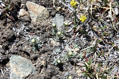 Antennaria dimorpha