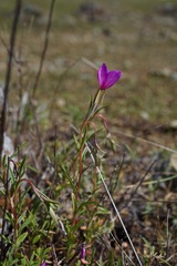 Clarkia gracilis gracilis