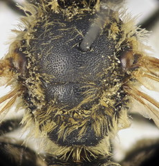 Halictus cochlearitarsis