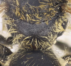 Halictus cochlearitarsis