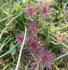 Triphysaria versicolor