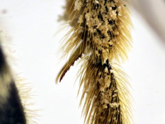 Halictus cochlearitarsis