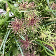 Triphysaria versicolor