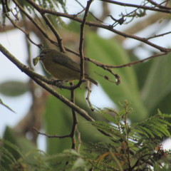 White-Lored Euphonia photo 4