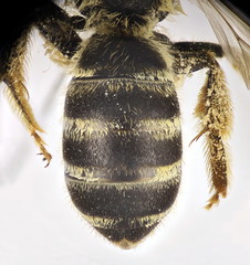 Halictus cochlearitarsis