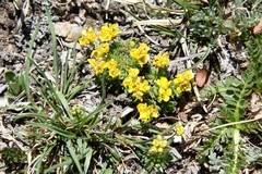 Draba globosa