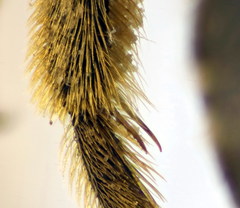 Halictus cochlearitarsis