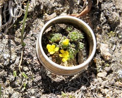 Draba globosa