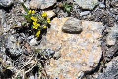 Draba globosa