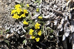 Draba globosa
