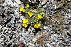 Draba globosa