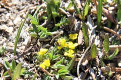 Draba globosa
