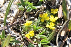 Draba globosa