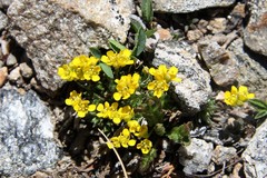 Draba globosa