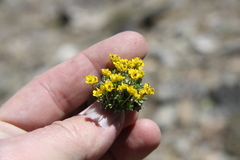 Draba globosa