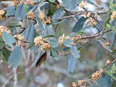 Cercocarpus macrophyllus