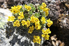 Draba globosa