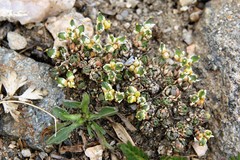 Draba globosa