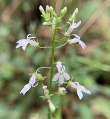 Lobelia homophylla