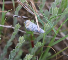 Cerithideopsis californica