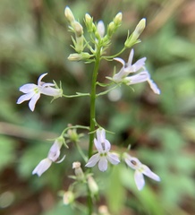 Lobelia homophylla