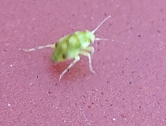 Tropidosteptes