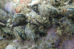 Brachidontes crebristriatus