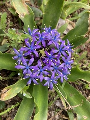 Scilla peruviana