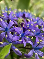Scilla peruviana