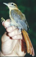 Philydor fuscipenne erythronotum