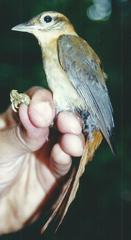 Philydor fuscipenne erythronotum