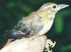 Philydor fuscipenne erythronotum