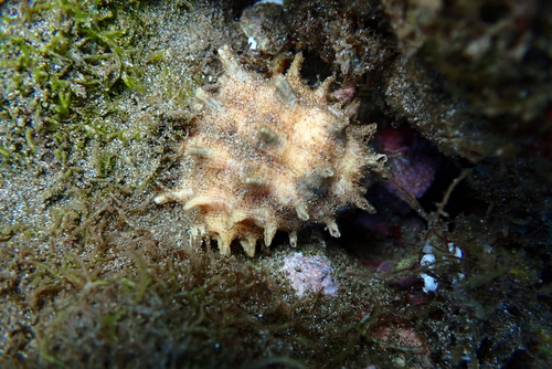Drupa rubusidaeus observed 2022-02-22