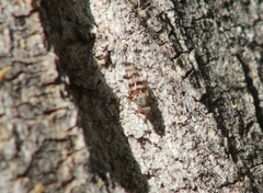 Otitinae