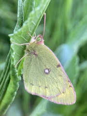 Colias poliographus