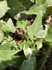 Ginkgo biloba