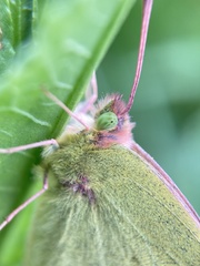 Colias poliographus