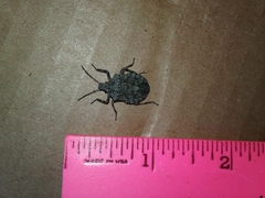 Brochymena parva