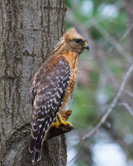 Buteo lineatus lineatus