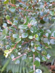 Metrosideros perforata