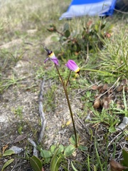 Primula clevelandii gracilis