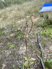 Primula clevelandii gracilis