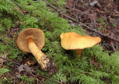 Aureonarius callisteus