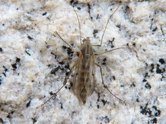 Chironomidae